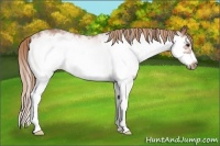Horse Color:White Spotted Red Roan Splash Frame Rabicano