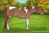 Horse Color:Chestnut Tobiano