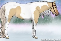 Horse Color:Silver Bay Dun Tobiano 