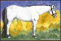 Horse Color:Brown Appaloosa 