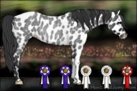 Horse Color:Blue Roan Leopard Rabicano 