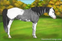 Horse Color:Blue Roan Splash Appaloosa 