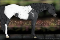 Horse Color:Blue Roan Near Fewspot 