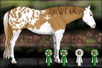 Horse Color:Chestnut Splash Appaloosa 