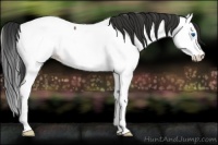 Horse Color:Bay Roan Splash Appaloosa 