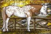 Horse Color:Chestnut Splash Appaloosa 