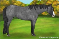 Horse Color:Blue Roan Sabino Splash and Blue Roan Sabino Splash