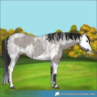 Horse Color:Grullo Roan Sabino Splash  and Gray Grullo Roan Sabino Splash 