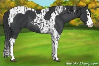 Horse Color:Blue Roan Sabino Splash  and Black Sabino Splash Tobiano 