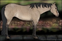 Horse Color:Brown Dun Brindle 