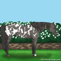 Horse Color:Grullo Appaloosa Brindle 