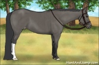 Horse Color:Grullo Appaloosa Brindle 