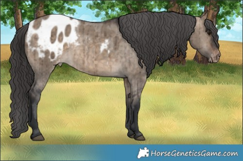 Horse Color:Brown Dun Appaloosa Brindle 