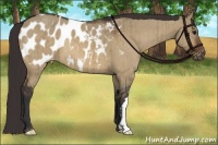 Horse Color:Brown Dun Appaloosa Brindle