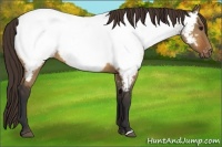 Horse Color:Bay Dun Appaloosa Brindle