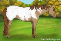 Horse Color:Red Dun Appaloosa Brindle 
