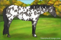 Horse Color:Grullo Appaloosa Brindle 