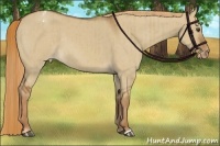 Horse Color:Red Dun Appaloosa Brindle 