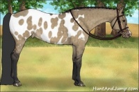 Horse Color:Brown Dun Appaloosa Brindle