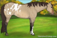 Horse Color:Bay Dun Appaloosa Brindle 