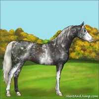 Horse Color:White Spotted Liver Chestnut 