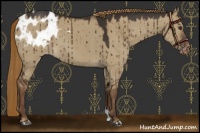 Horse Color:Liver Red Dun Appaloosa Brindle 