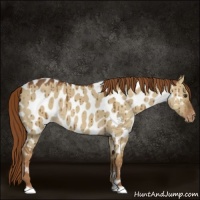 Horse Color:Red Dun Near Leopard Brindle 