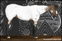 Horse Color:Brown Dun Appaloosa Brindle