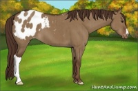 Horse Color:Liver Red Dun Appaloosa Brindle 