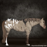 Horse Color:Liver Red Dun Appaloosa Brindle