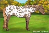Horse Color:Liver Red Dun Appaloosa Rabicano Brindle