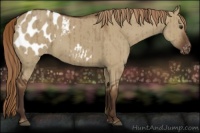 Horse Color:Liver Red Dun Appaloosa Rabicano Brindle 