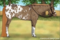 Horse Color:Liver Red Dun Appaloosa