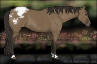 Horse Color:Liver Red Dun Appaloosa Brindle
