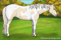 Horse Color:Palomino Dun Tobiano 