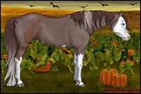 Horse Color:Chocolate Silver Black Splash  and Chocolate Grullo Splash 