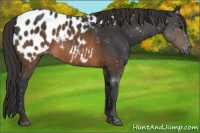 Horse Color:Brown Appaloosa 