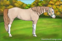 Horse Color:Gold Champagne Roan Splash 
