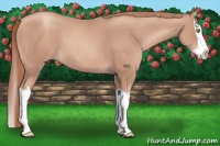 Horse Color:Gold Champagne Splash 
