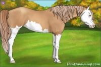 Horse Color:Gold Champagne Splash 