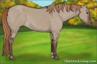 Horse Color:Liver Red Dun 
