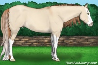 Horse Color:Gold Champagne Dun Splash 