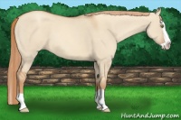 Horse Color:Gold Champagne Dun Splash 