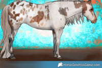 Horse Color:Brown Appaloosa  and Sable Champagne Appaloosa 