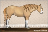 Horse Color:Gold Champagne Splash 