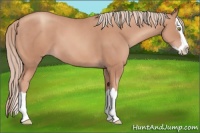 Horse Color:Gold Champagne Splash 