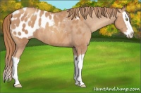 Horse Color:Gold Champagne Splash Appaloosa 