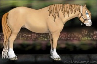 Horse Color:Gold Champagne Splash