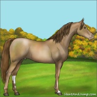 Horse Color:Liver Chestnut Pearl 
