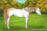 Horse Color:Gold Champagne Splash Frame
